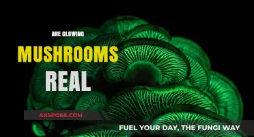 Mushroom Magic: Glowing Fungi Exist?