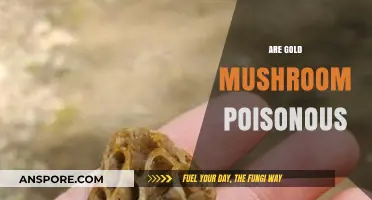 Are Gold Mushrooms Poisonous? Unveiling the Truth About Their Safety