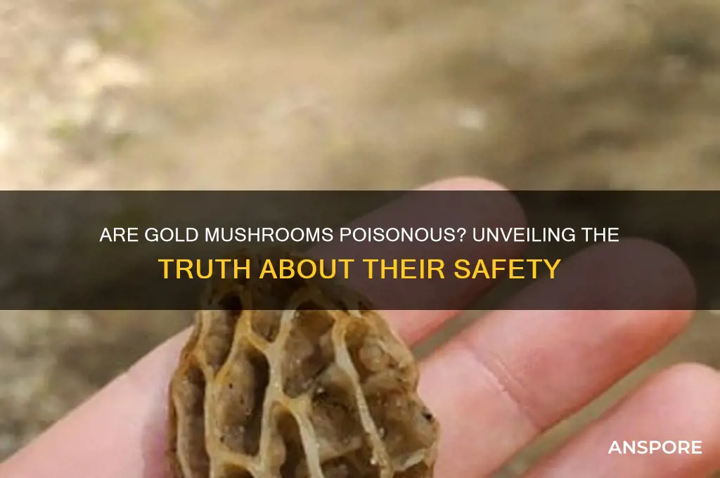 are gold mushroom poisonous