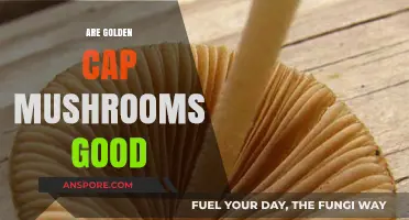 Are Golden Cap Mushrooms Good? Benefits, Risks, and Safe Consumption Tips