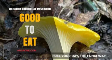 Are Golden Chanterelle Mushrooms Edible? A Tasty Wild Treat