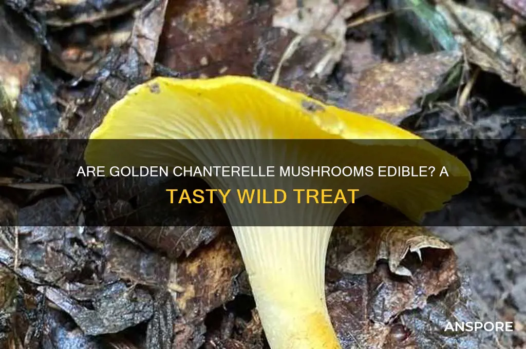 are golden chanterelle mushrooms good to eat