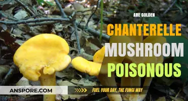 Are Golden Chanterelle Mushrooms Poisonous? Facts and Safety Tips