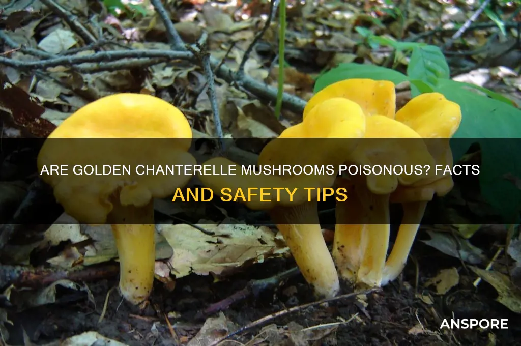 are golden chanterelle mushrooms poisonous