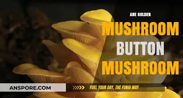 Golden Mushrooms: Are They Button Mushrooms?