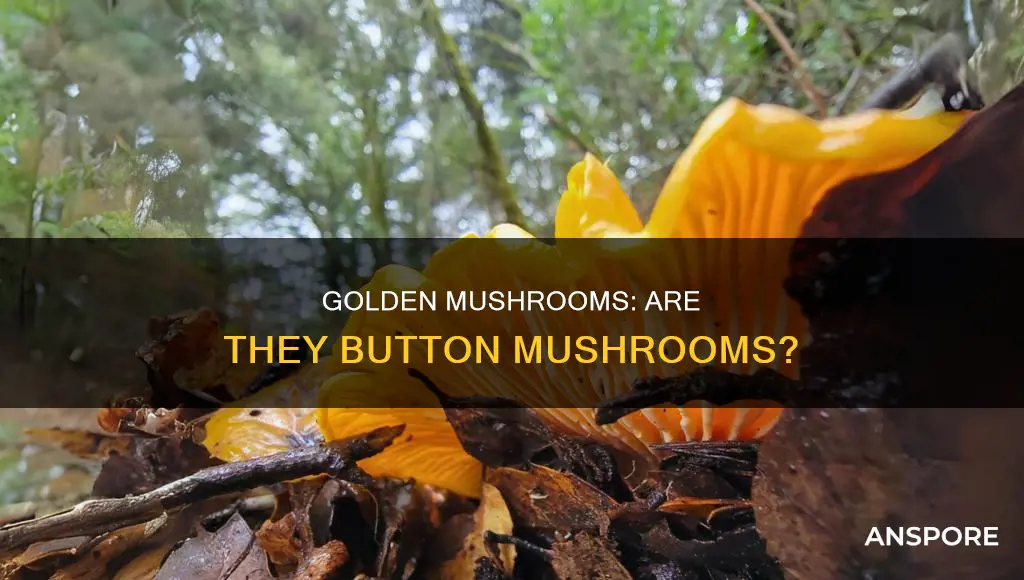are golden mushrooms button mushrooms