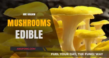 Are Golden Mushrooms Edible? A Guide to Safe Foraging
