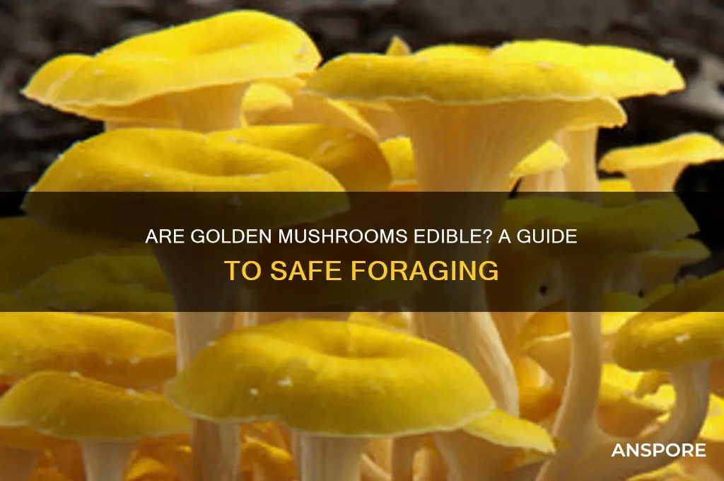 are golden mushrooms edible