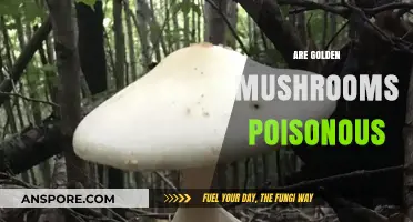 Are Golden Mushrooms Poisonous? Unveiling the Truth About Their Safety