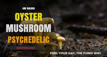 Psychedelic Golden Oyster Mushrooms: A Trippy Treat?