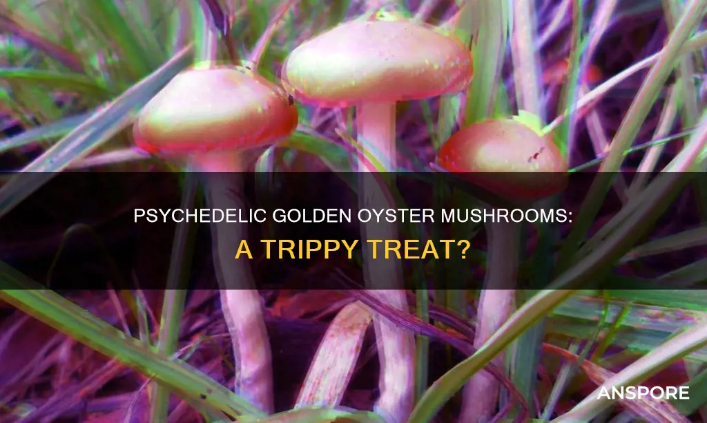are golden oyster mushroom psychedelic
