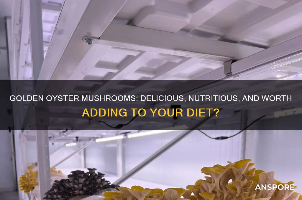 are golden oyster mushrooms good to eat