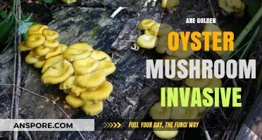 Golden Oyster Mushrooms: Invasive or Not?