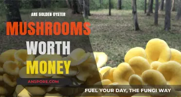 Are Golden Oyster Mushrooms Profitable? Exploring Their Market Value and Benefits