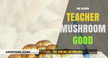 Are Golden Teacher Mushrooms Beneficial? Exploring Their Effects and Uses