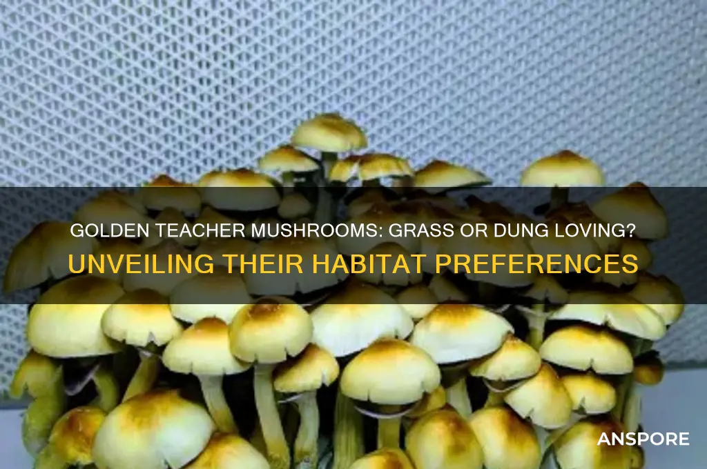 are golden teacher mushrooms grass loving or dung loving
