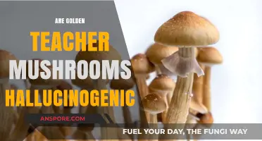 Golden Teacher Mushrooms: Hallucinogenic Effects and More