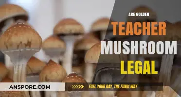 Are Golden Teacher Mushrooms Legal? Exploring Psilocybin Laws and Regulations