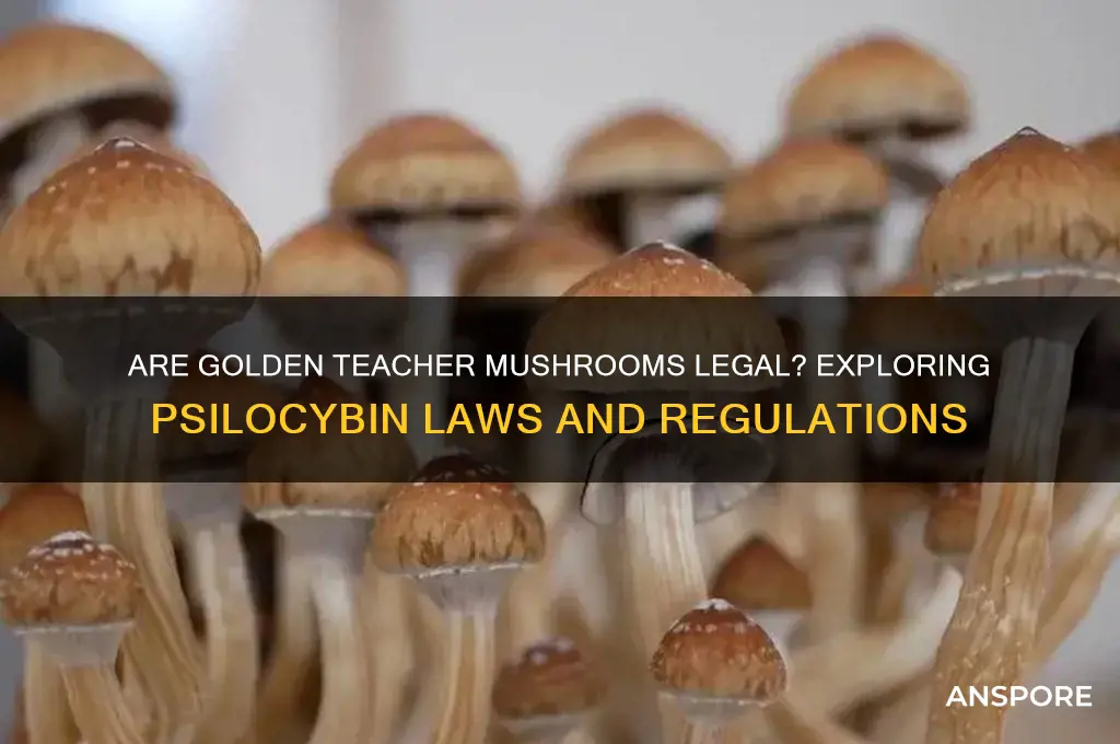 are golden teacher mushrooms legal
