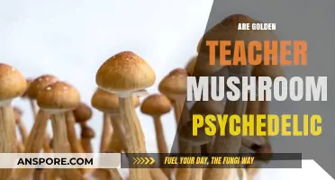 Golden Teacher Mushrooms: A Psychedelic Experience?
