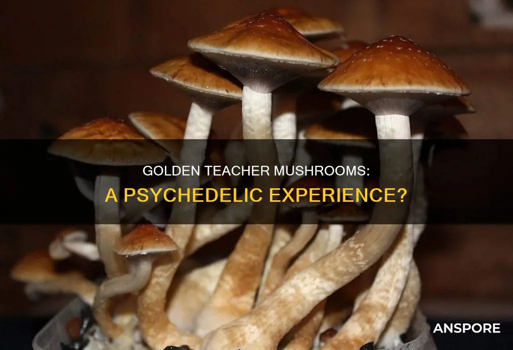 are golden teacher mushrooms psychedelic