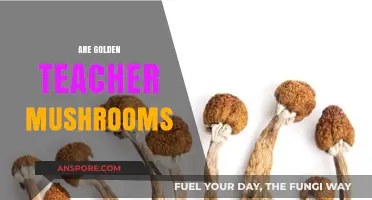 Golden Teacher Mushrooms: A Beginner's Guide to Tripping