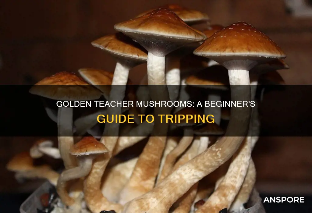 are golden teacher mushrooms