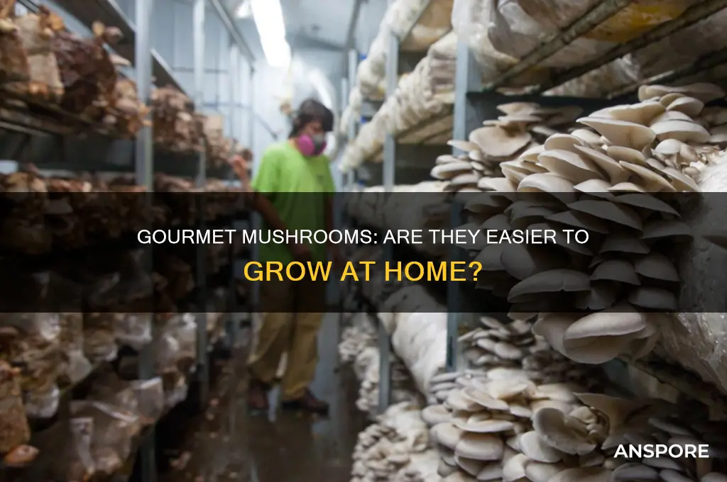 are gourmet mushrooms easier to grow shroomery