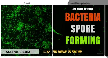Do Gram-Negative Bacteria Form Spores? Unraveling the Microbial Mystery