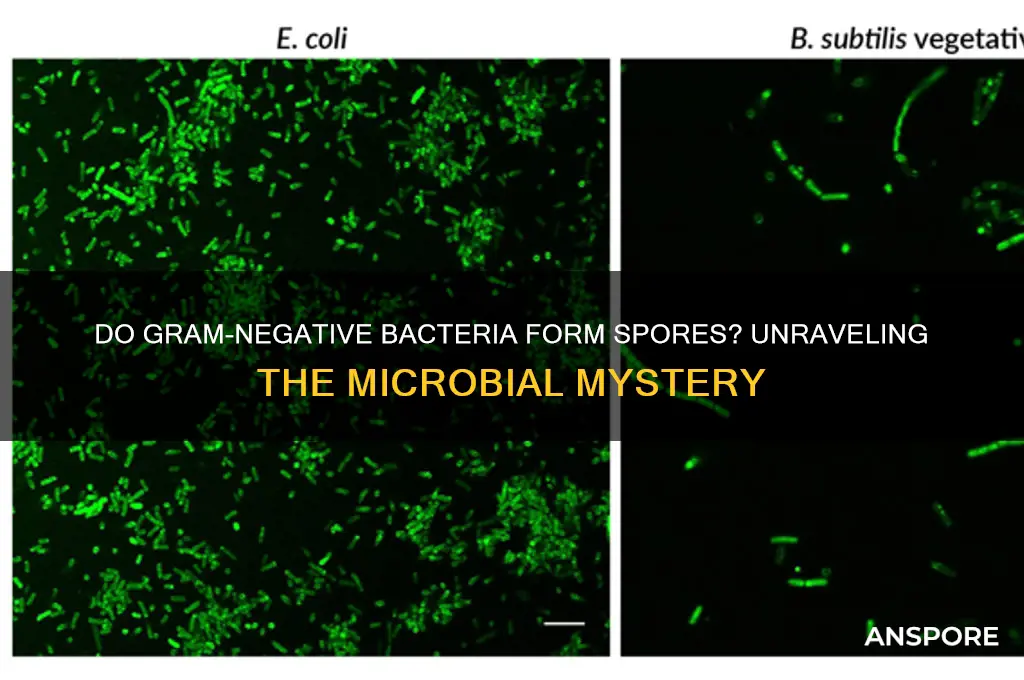 are gram negative bacteria spore forming