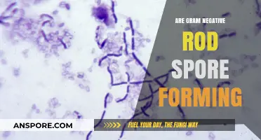 Are Gram-Negative Rods Spore-Forming? Unraveling Bacterial Characteristics