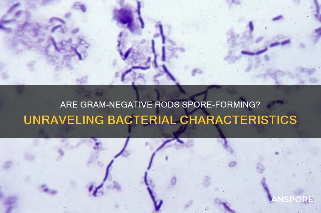 are gram negative rod spore forming