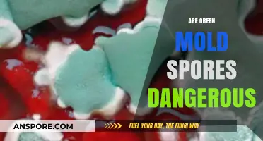Are Green Mold Spores Dangerous? Understanding Health Risks and Safety Tips