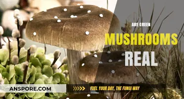 Myth or Reality: Green Mushrooms Exist?