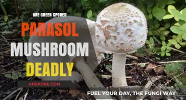 Are Green Spored Parasol Mushrooms Deadly? Facts and Safety Tips