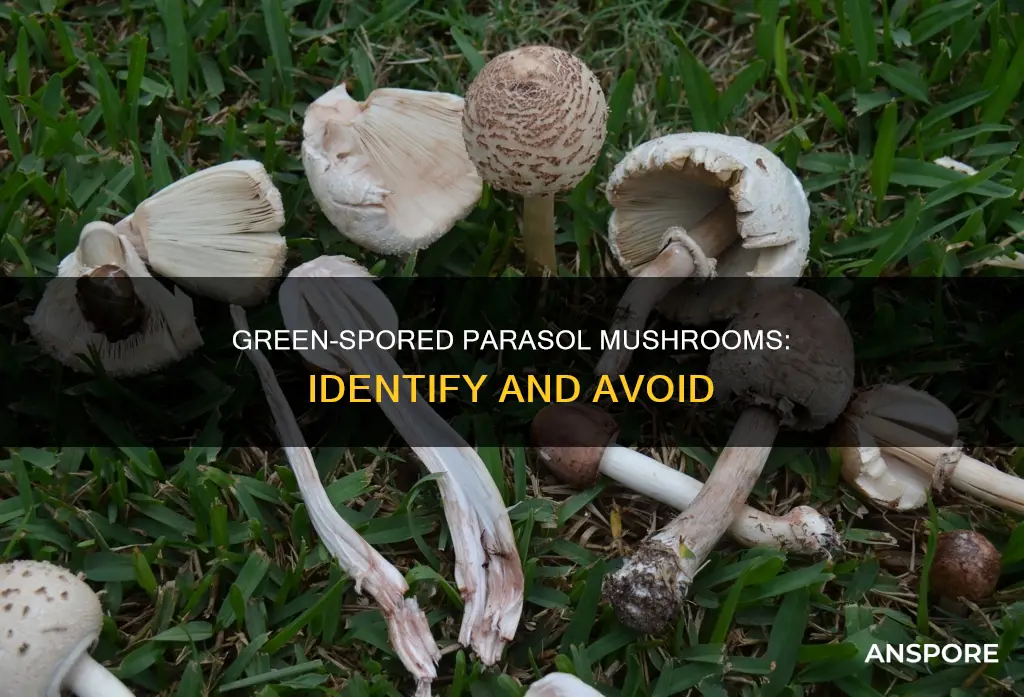 are green spored parasol mushroom