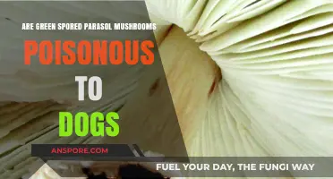 Are Green Spored Parasol Mushrooms Poisonous to Dogs? Find Out