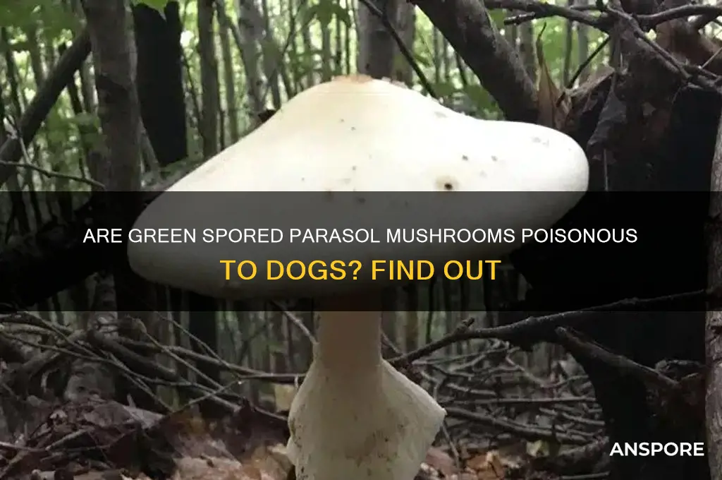 are green spored parasol mushrooms poisonous to dogs