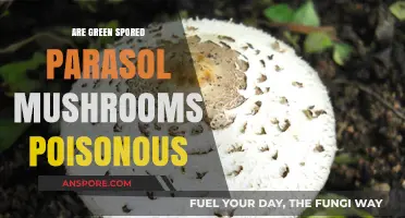 Are Green Spored Parasol Mushrooms Poisonous? A Safety Guide