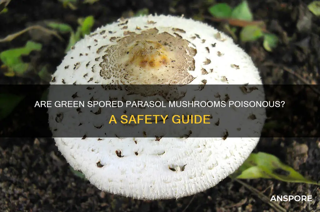 are green spored parasol mushrooms poisonous