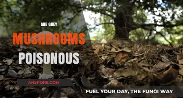 Are Grey Mushrooms Poisonous? Identifying Safe and Toxic Varieties