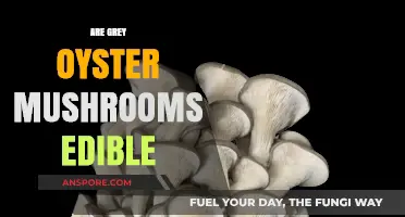 Are Grey Oyster Mushrooms Edible? A Complete Guide to Identification and Safety