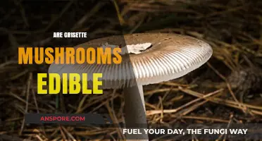 Are Grisette Mushrooms Edible? A Guide to Safe Consumption