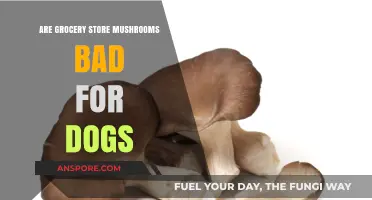 Are Store-Bought Mushrooms Safe for Dogs? What Pet Owners Need to Know