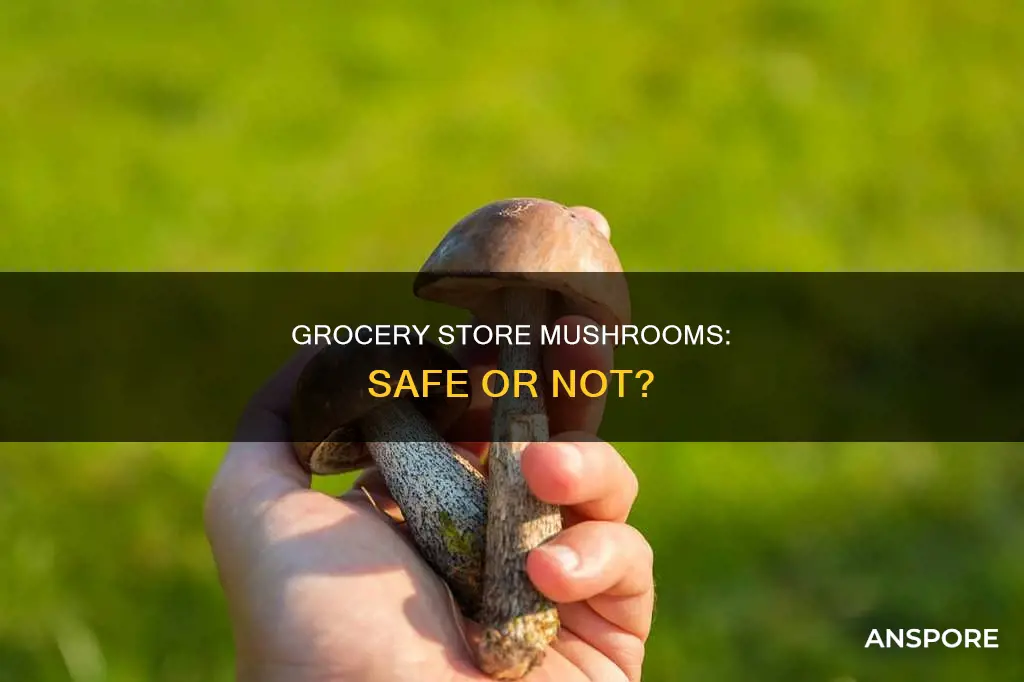 are grocery store mushrooms safe