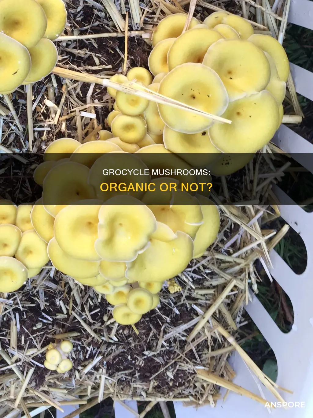 are grocycle mushrooms organic