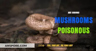 Are Ground Mushrooms Poisonous? A Guide to Safe Foraging