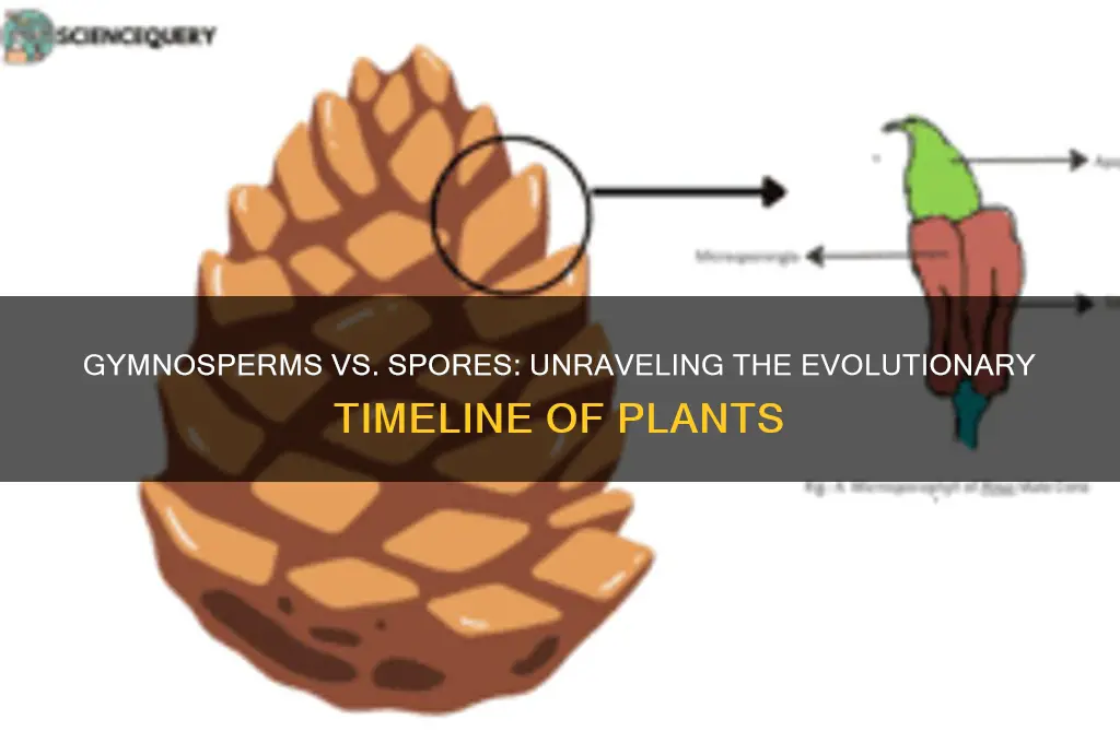 are gymnosperms before spores