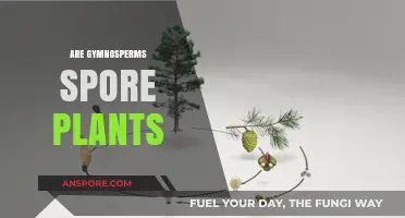 Are Gymnosperms Spore Plants? Unraveling Plant Reproduction Mysteries