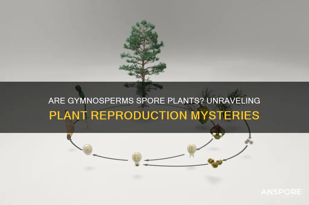 are gymnosperms spore plants
